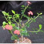 Euphorbia geroldii 5-inch pots