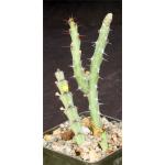 Euphorbia gillettii ssp. tenuoir 3-inch pots