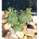 Euphorbia globosa 2-inch pots