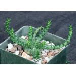 Euphorbia gorgonis 4-inch pots