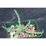 Euphorbia gorgonis (GM066) 4-inch pots