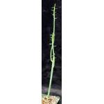 Euphorbia gossypina 4-inch pots