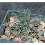 Euphorbia gottlebei 3-inch pots