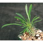 Euphorbia gossypina 4-inch pots