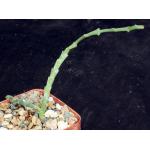 Euphorbia graciliramea 4-inch pots