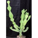 Euphorbia grandialata 3-gallon pots