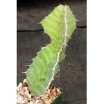 Euphorbia grandialata 4-inch pots