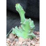 Euphorbia grandicornis (crest) 4-inch pots