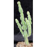 Euphorbia graniticola one-gallon pots