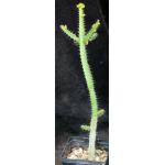 Euphorbia griseola ssp. griseola (Strydom Tunnel) 5-inch pots