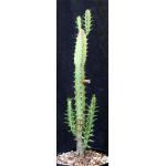 Euphorbia griseola ssp. zambiensis one-gallon pots