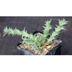 Euphorbia groenewaldii 5-inch pots