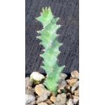 Euphorbia groenewaldii 2-inch pots