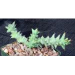 Euphorbia groenewaldii 4-inch pots