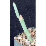 Euphorbia gummifera 4-inch pots