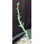 Euphorbia hamata 3-inch pots