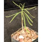 Euphorbia hedyotoides 2-inch pots
