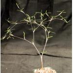 Euphorbia hedyotoides 4-inch pots