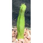 Euphorbia heptagona 4-inch pots