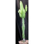 Euphorbia hermentiana (trigona) 8-inch pots