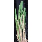 Euphorbia heterospina (Laikipia Plateau, Kenya) 2-gallon pots