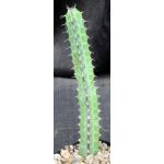 Euphorbia heterospina (Laikipia Plateau, Kenya) 5-inch pots