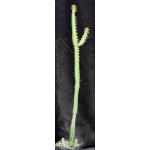 Euphorbia heterospina ssp. baringoensis (Suyian) 5-inch pots
