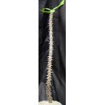 Euphorbia hislopii 8-inch pots