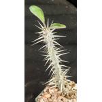 Euphorbia hofstaetteri (rubristella) 3-inch pots