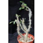 Euphorbia hofstaetteri 8-inch pots