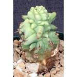 Euphorbia horrida monstrose 4-inch pots