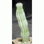 Euphorbia horrida var. striata 5-inch pots