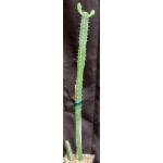 Euphorbia inarticulata one-gallon pots