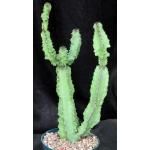 Euphorbia ingens (monstrose) 8-inch pots