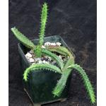 Euphorbia jansenvillensis 4-inch pots