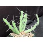 Euphorbia kalisana 5-inch pots