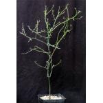 Euphorbia kamponii one-gallon pots