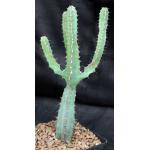 Euphorbia keithii one-gallon pots