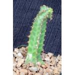 Euphorbia knobelii 4-inch pots