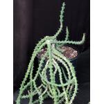 Euphorbia knuthii ssp. johnsonii 2-gallon pots