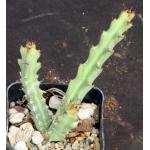 Euphorbia knuthii ssp. johnsonii 2-inch pots