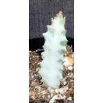 Euphorbia lactea White Ghost 3-inch pots