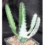 Euphorbia lactea White Ghost 5-inch pots