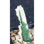 Euphorbia lactea White Ghost 2-inch pots