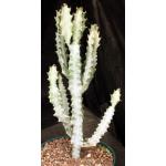 Euphorbia lactea White Ghost 6-inch pots