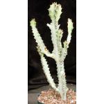 Euphorbia lactea White Ghost 8-inch pots