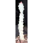 Euphorbia lactea White Ghost 4-inch pots