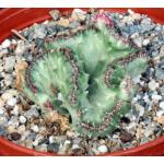 Euphorbia lactea crest 6-inch pots