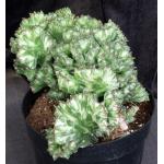 Euphorbia lactea crest 8-inch pots