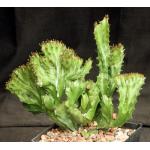 Euphorbia lactea crest one-gallon pots